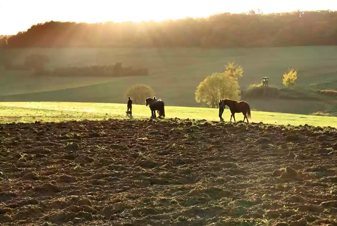 B&P Livestock and Farm Animal Removal service