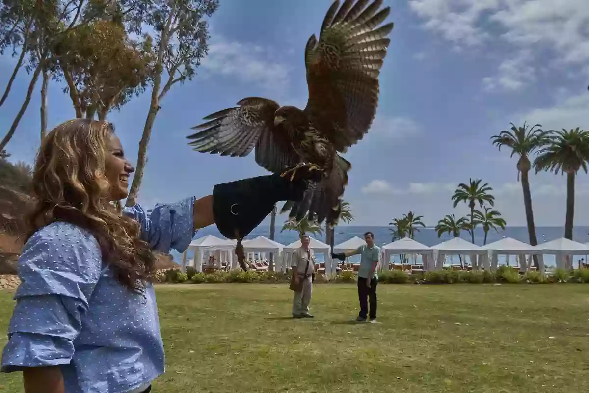 Catalina Falconry Experience