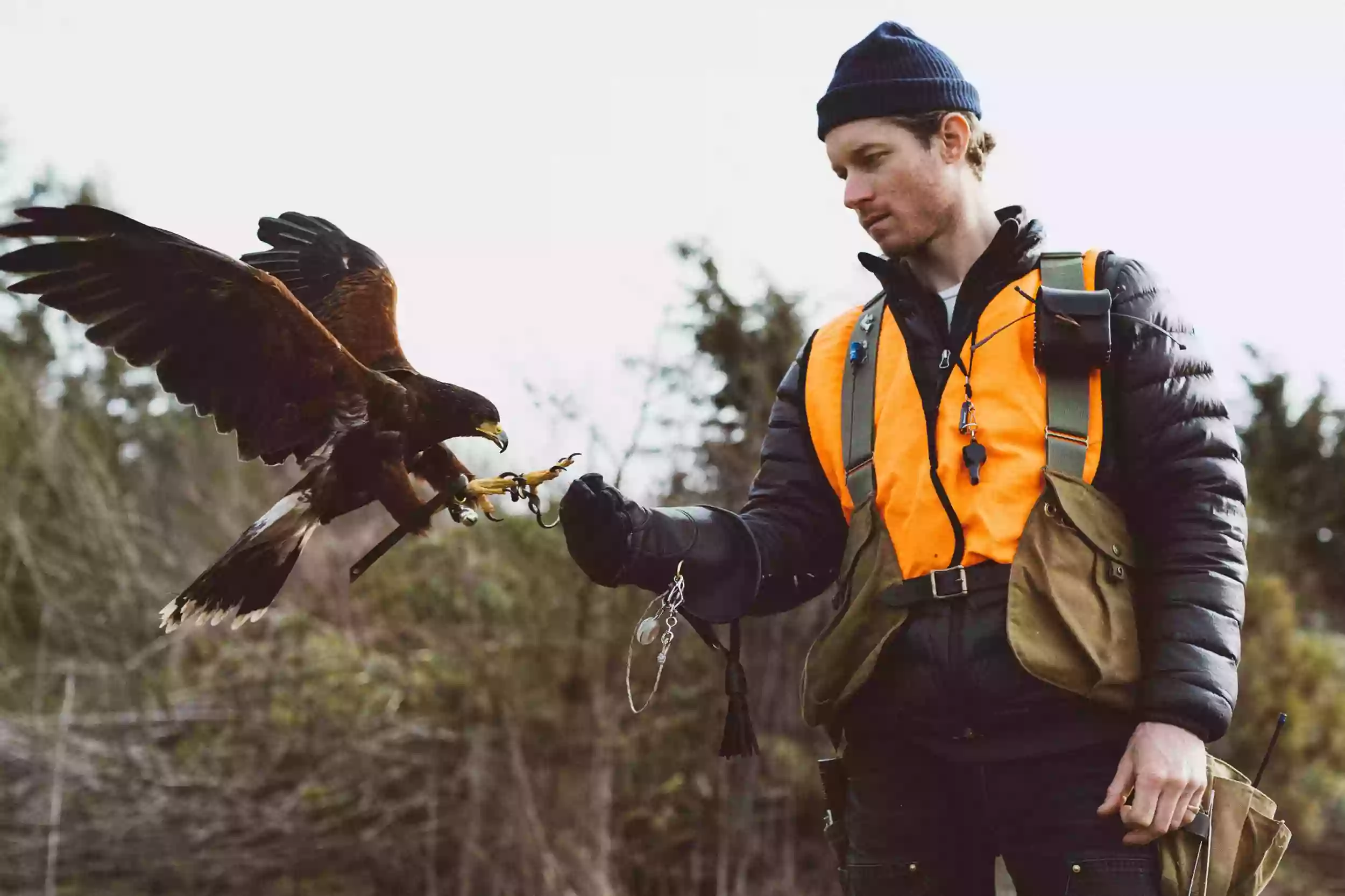 Hawk On Hand Falconry