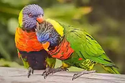 Lorikeet Forest