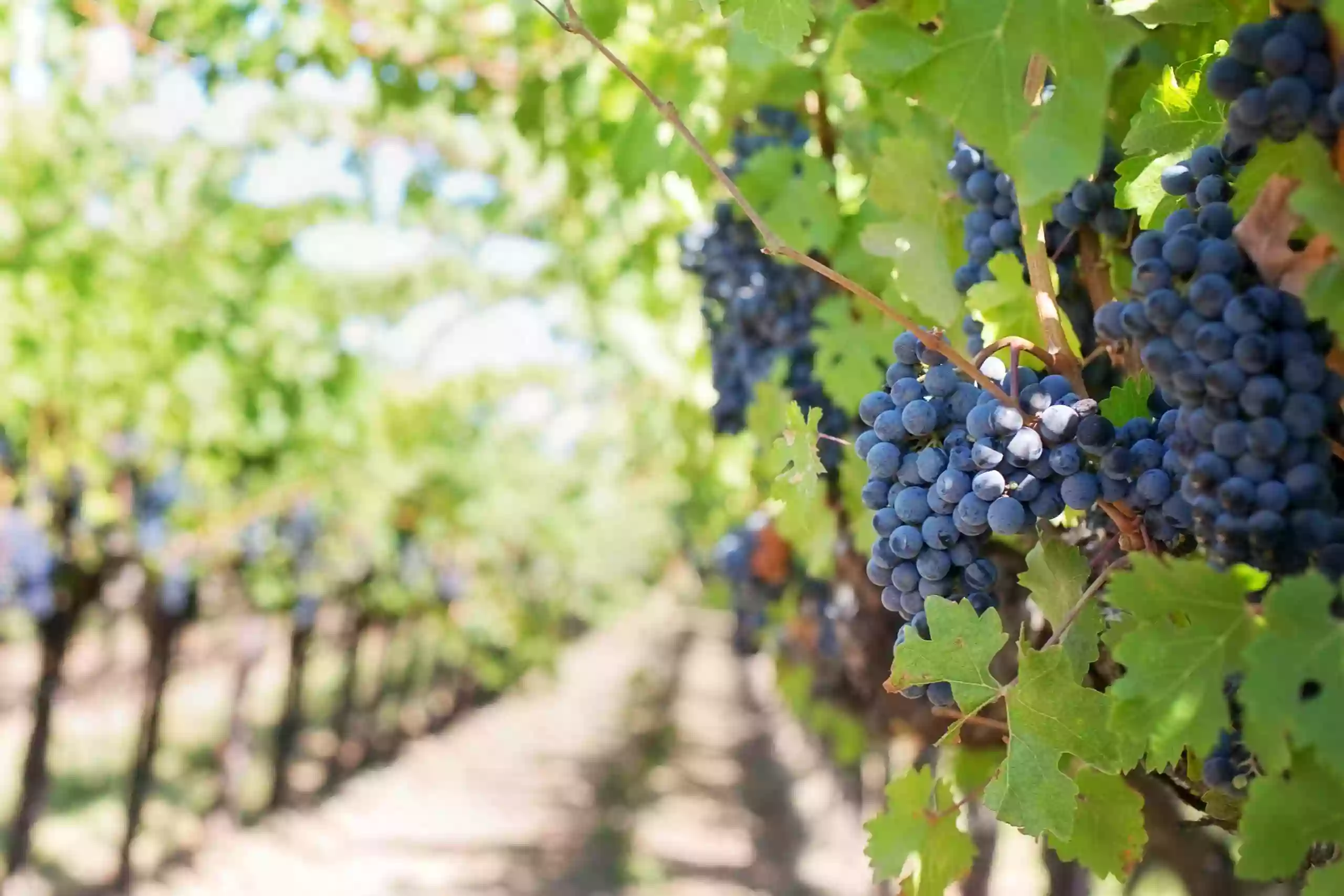 Wine Tour Drivers - Napa Valley, Sonoma County, Lodi & Sierra Foothills