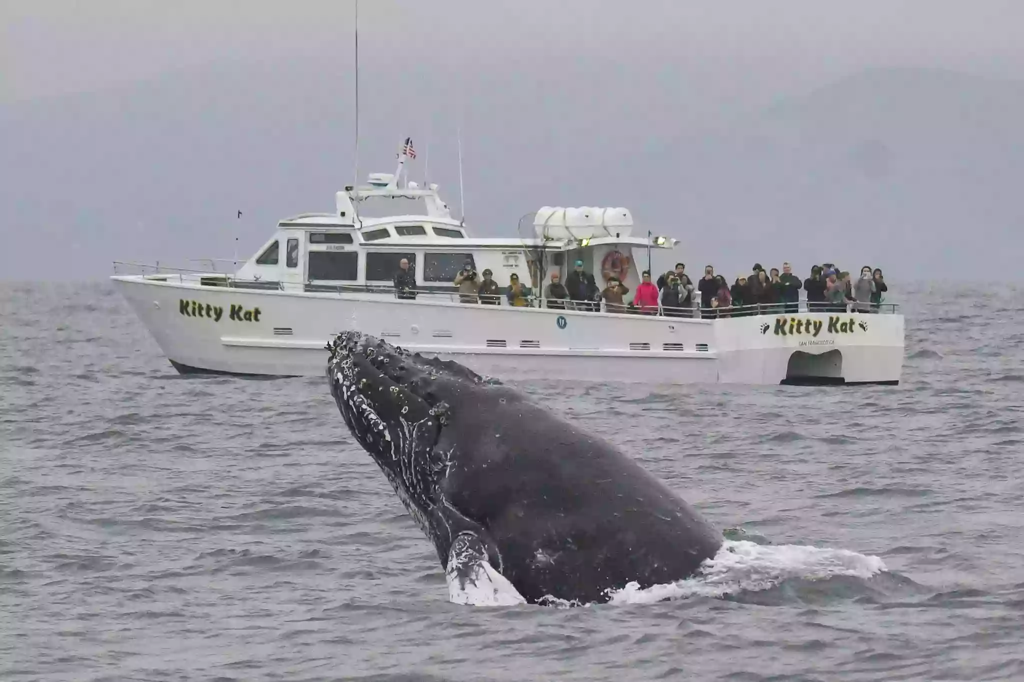 San Francisco Whale Tours