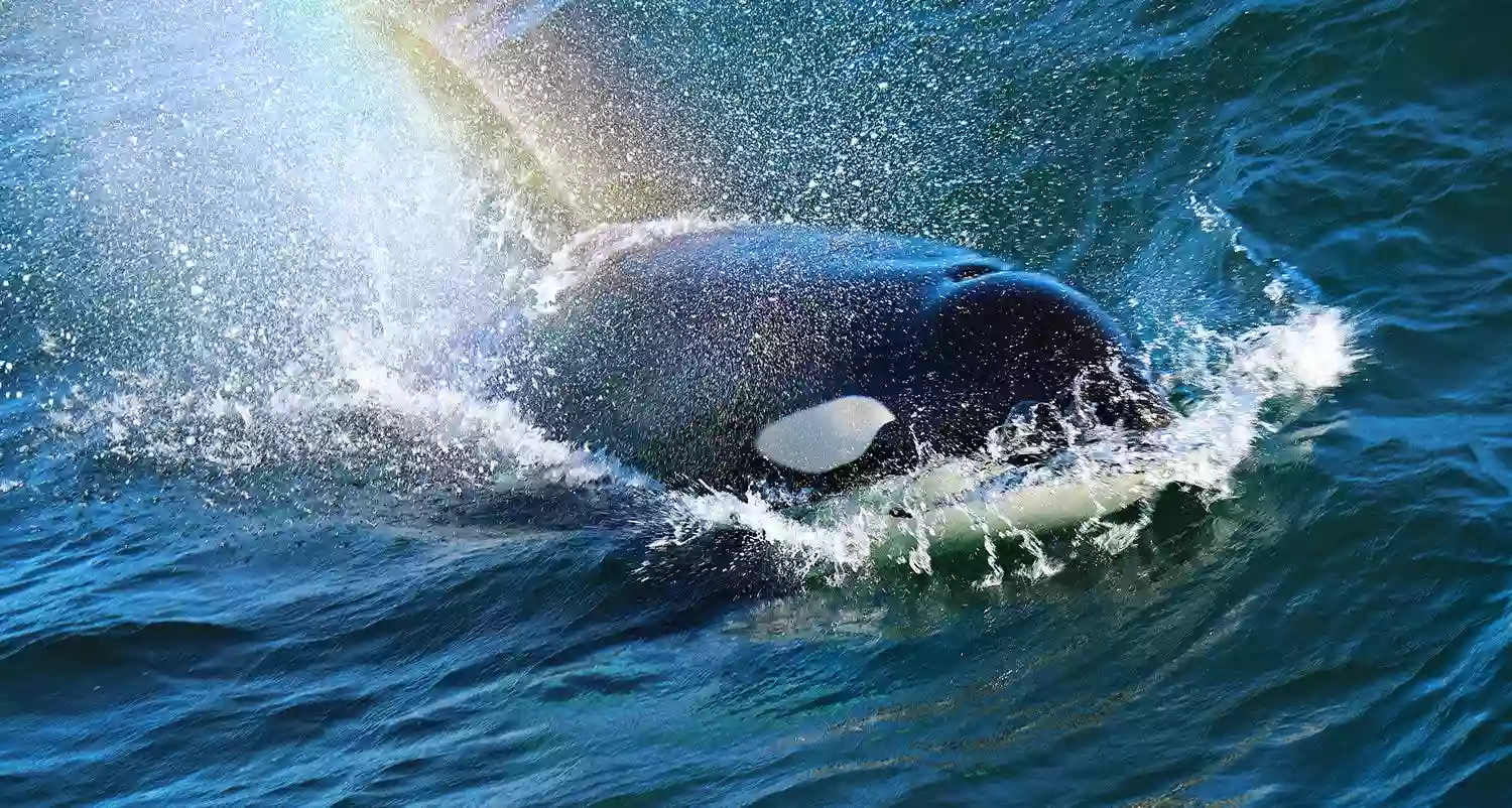 Princess Monterey Whale Watching