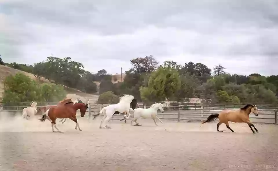 Santa Ynez Valley Therapeutic Riding Program