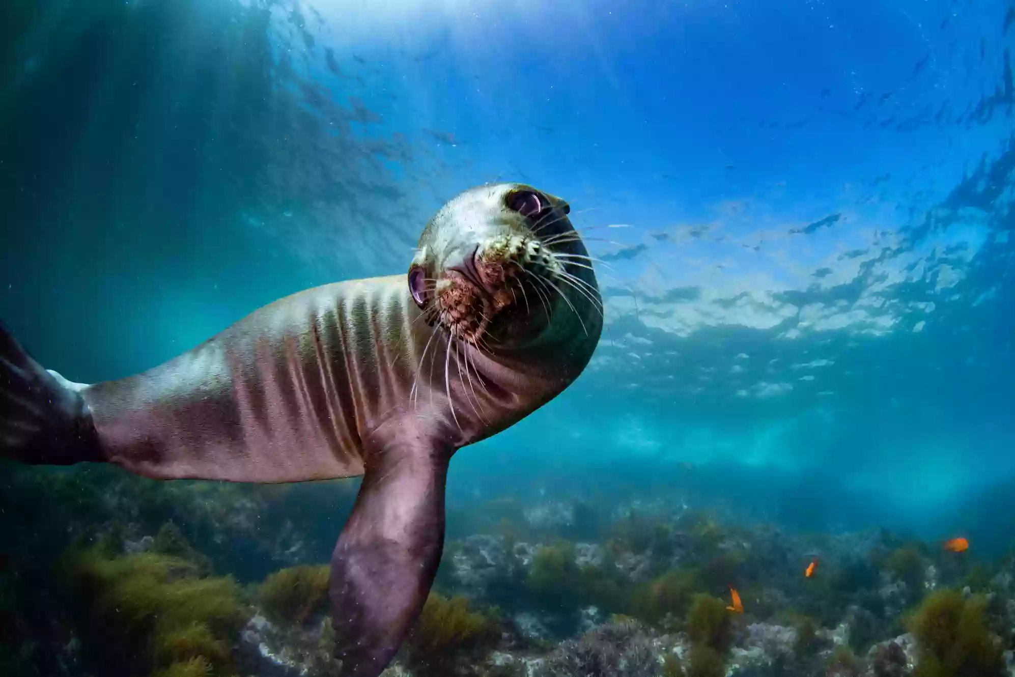 Catalina Scuba