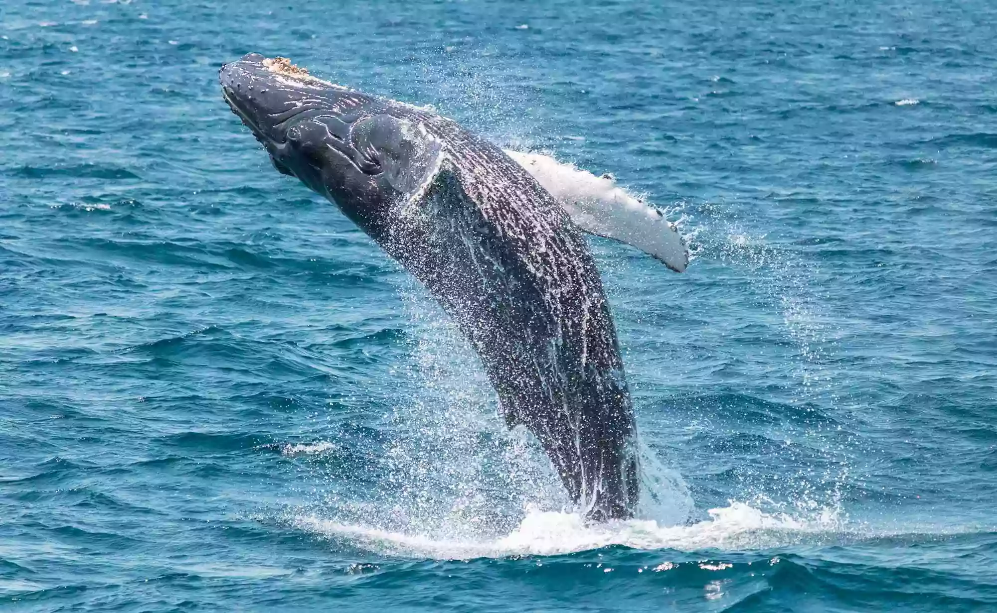 Capt Dave's Dolphin & Whale Watching Safari