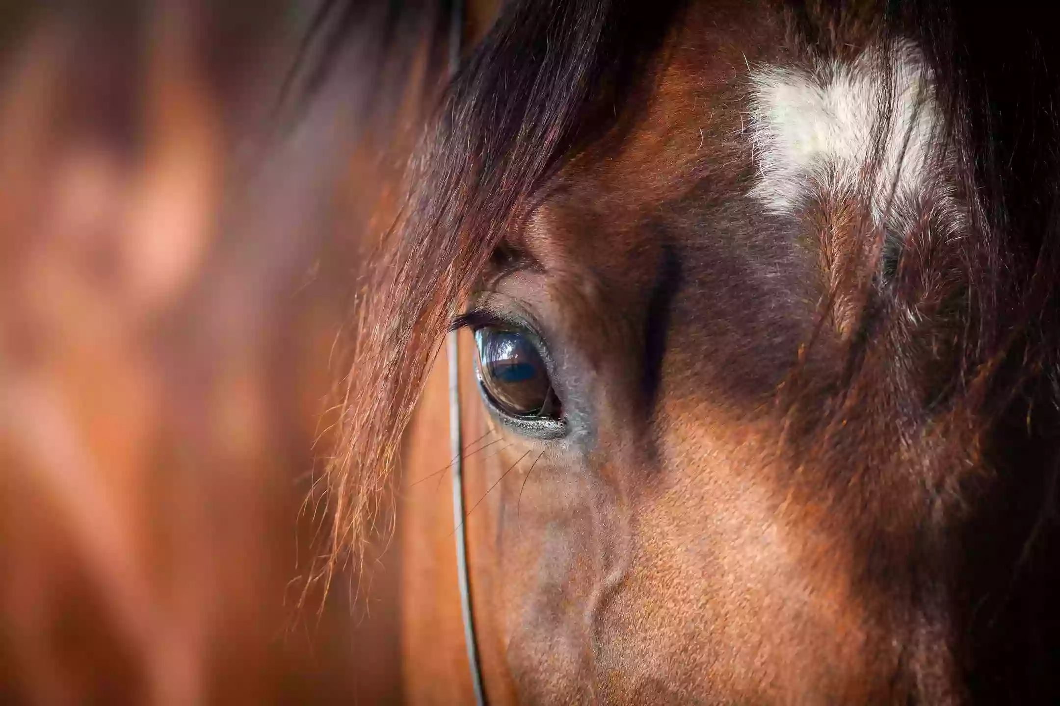 Matthews Equine Veterinary Services