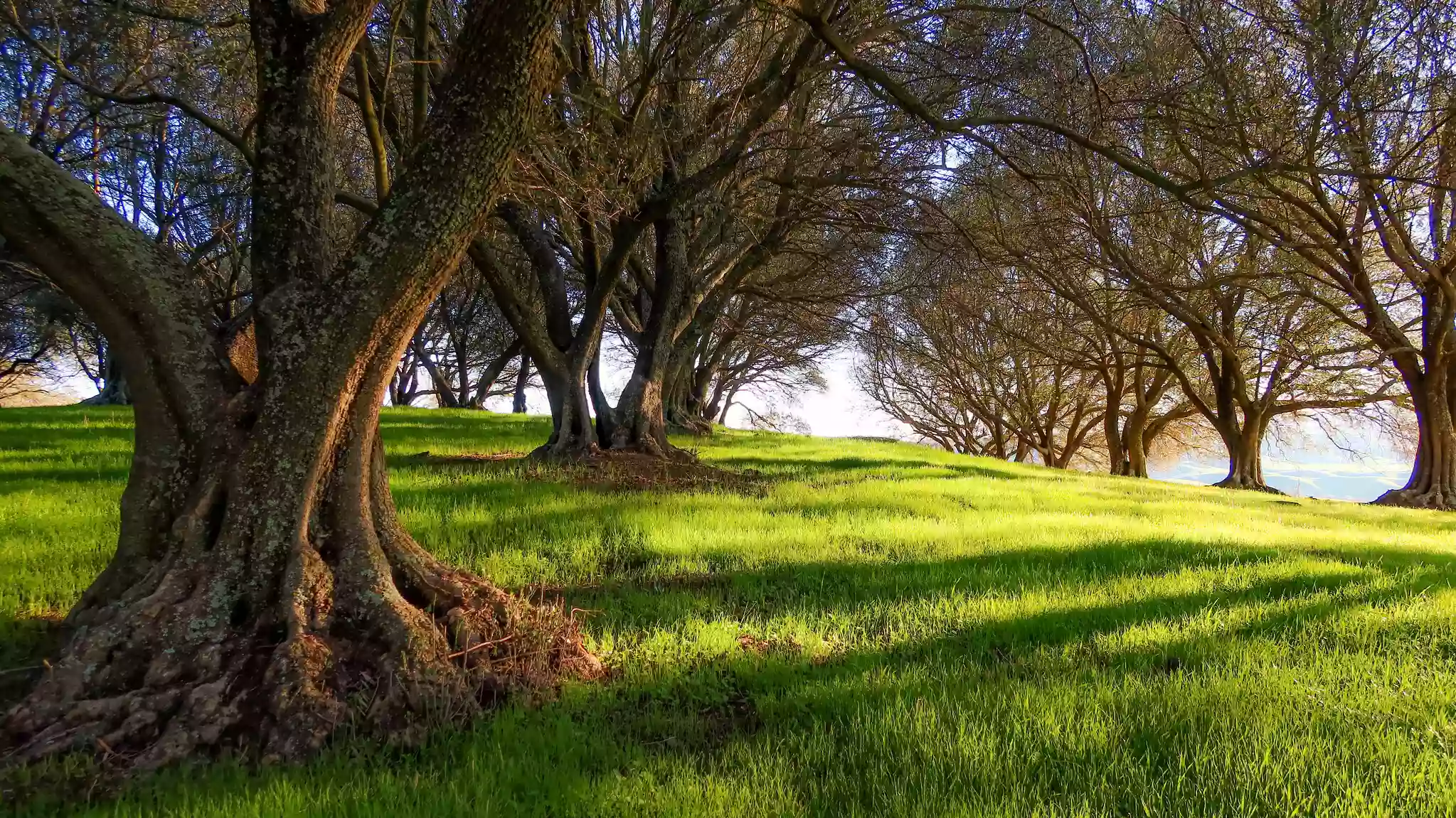 Castleridge Trailhead -- Pleasanton Ridge Regional Park