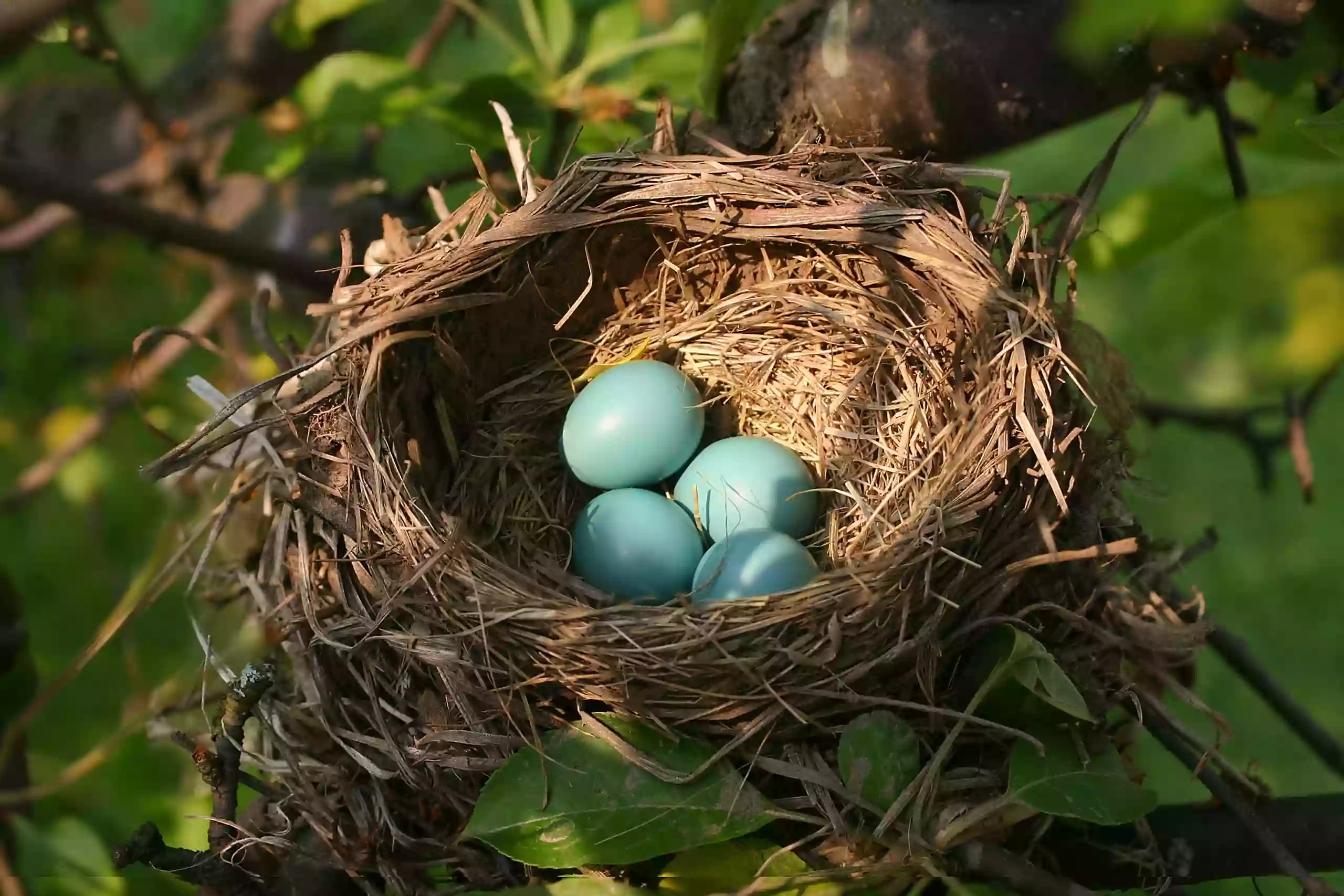 NEST Laboratory University of Southern Califonia