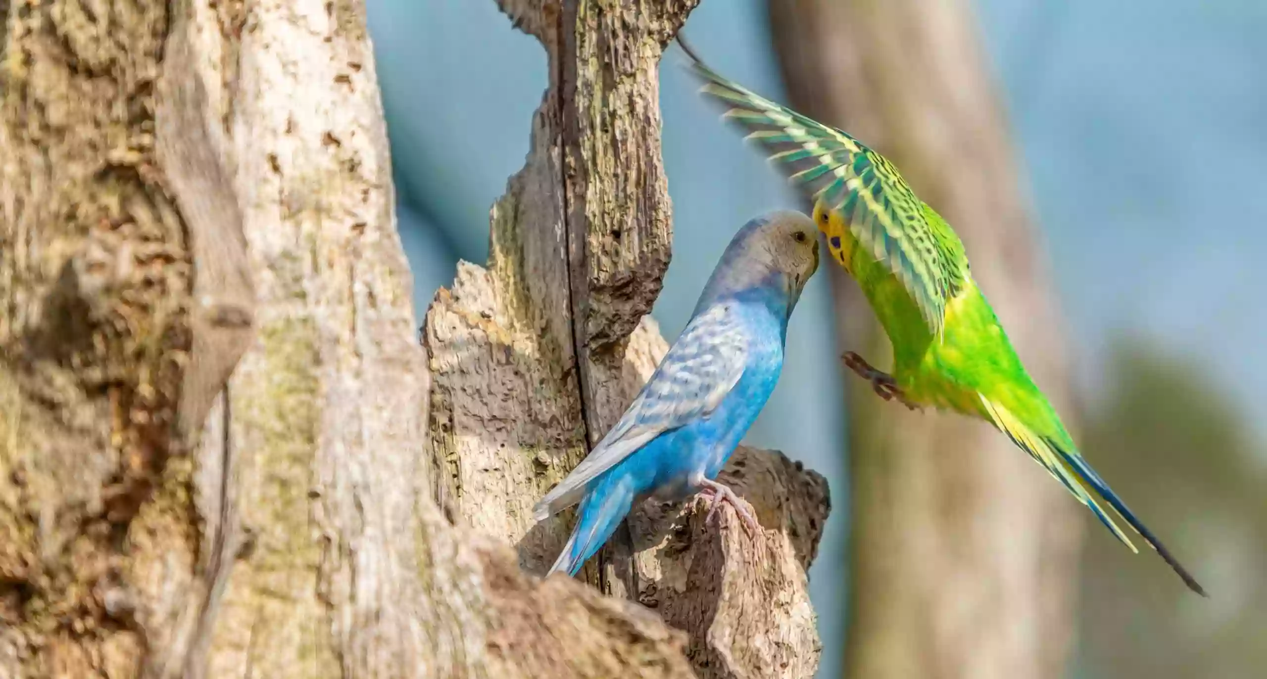 Feathered Fairies