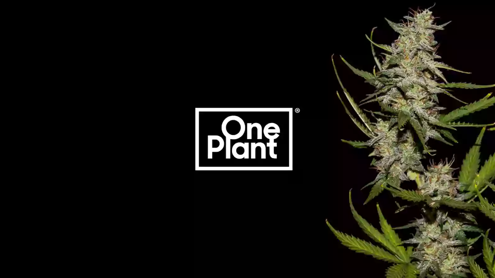 One Plant Dispensary - Castroville
