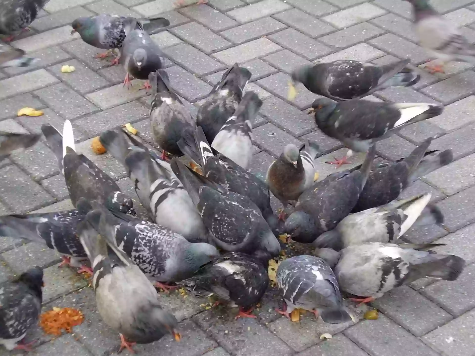 Velocitypigeons racing pigeons for sale