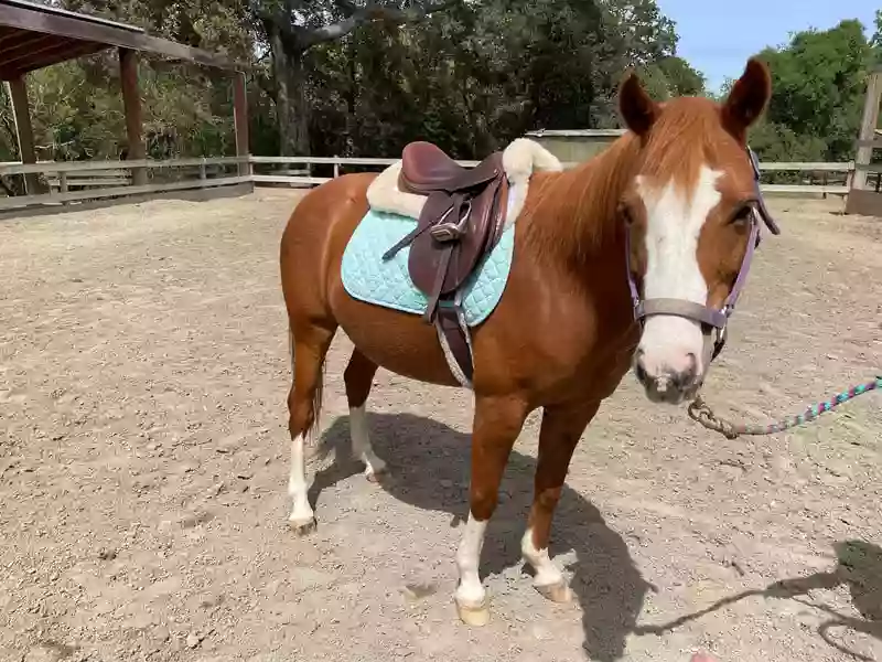 Webb Ranch Horses