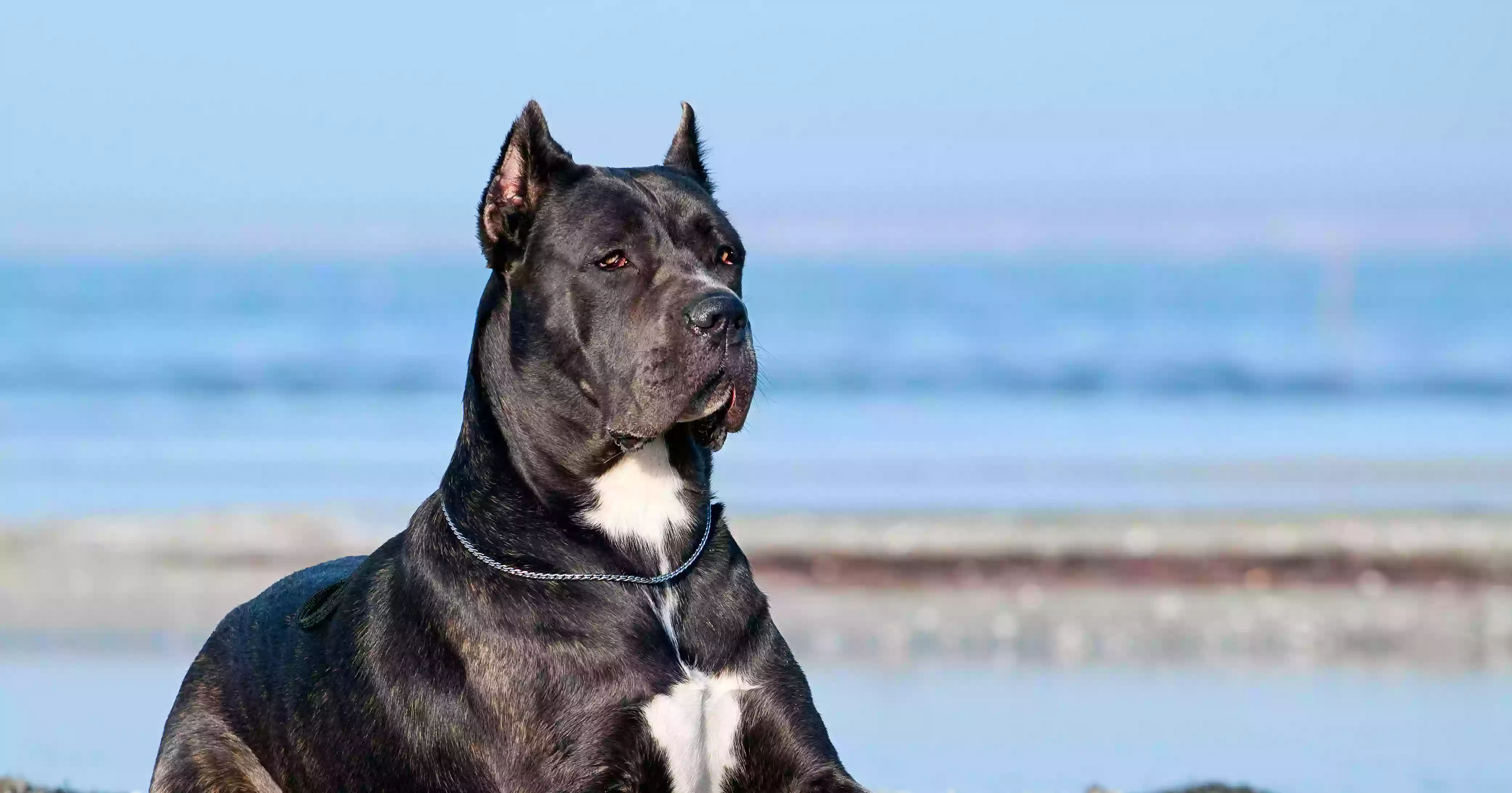 Cali Cane Corso