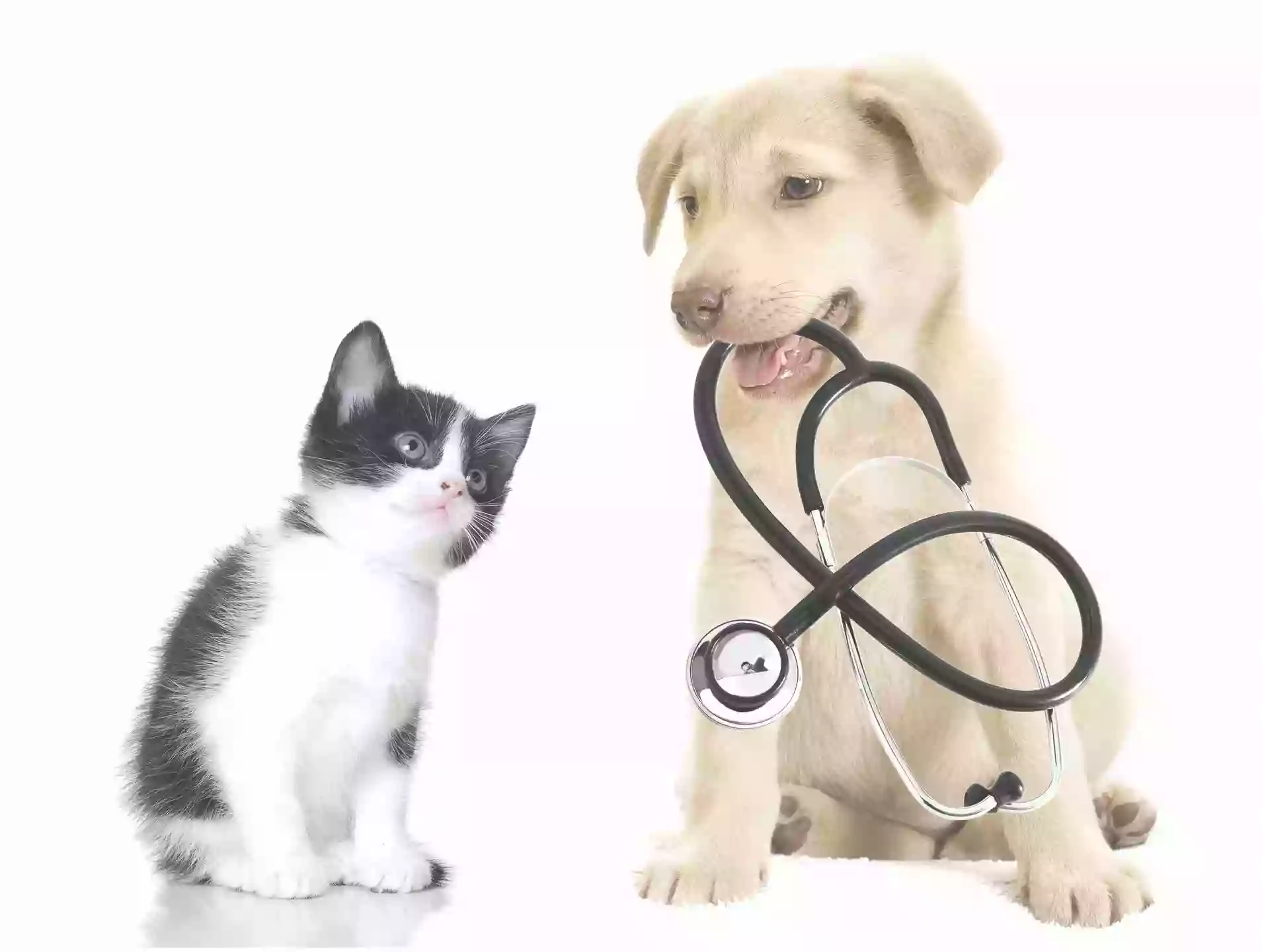 Healthy Pets Veterinary Hospital