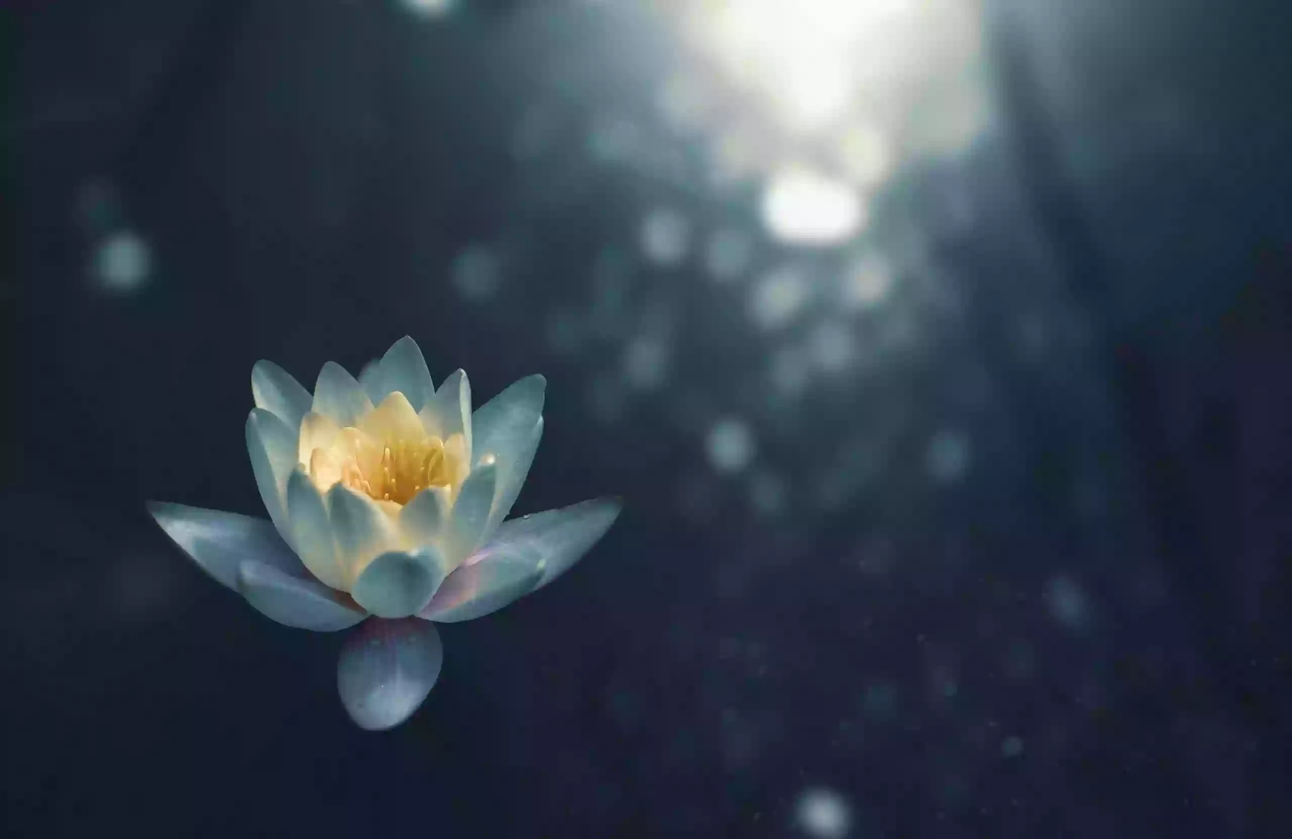 Healing Lotus Therapy