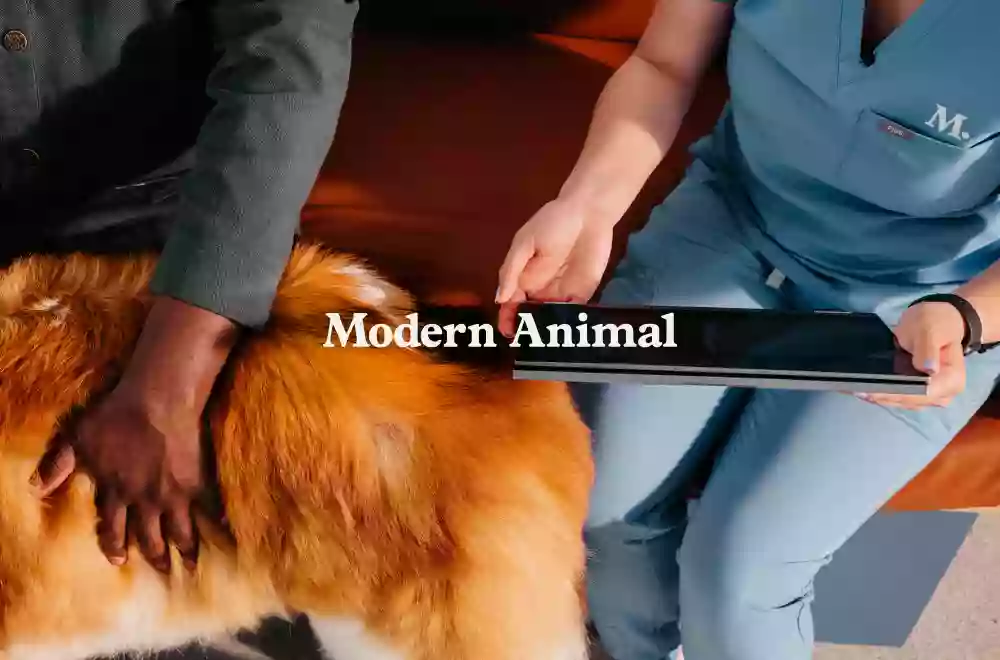 Modern Animal