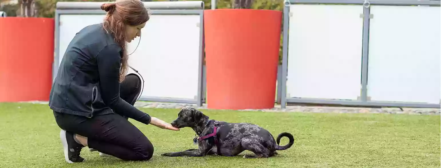 San Francisco SPCA Behavior Clinic