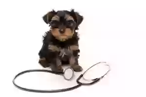 Agoura Hills Animal Hospital