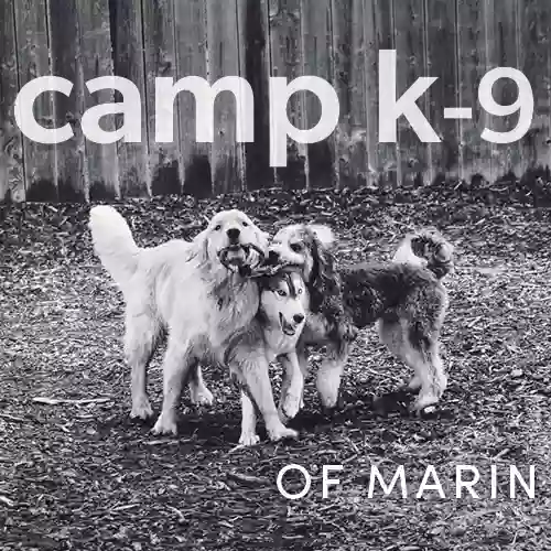 Camp K-9 of Marin