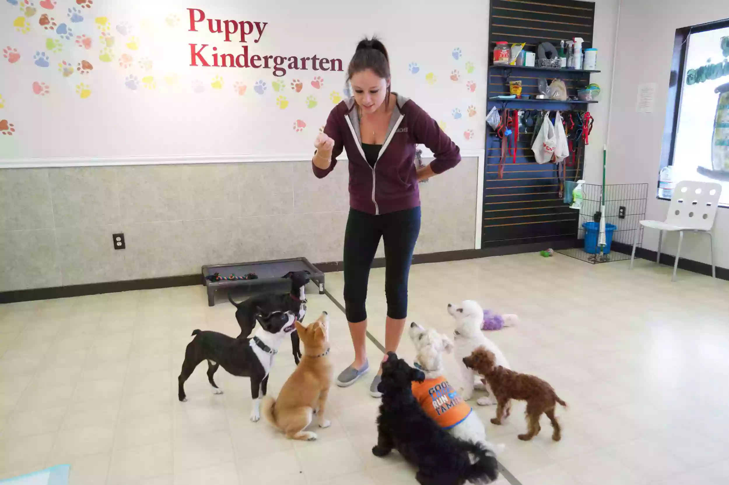 Torrance Dog Training & Daycare