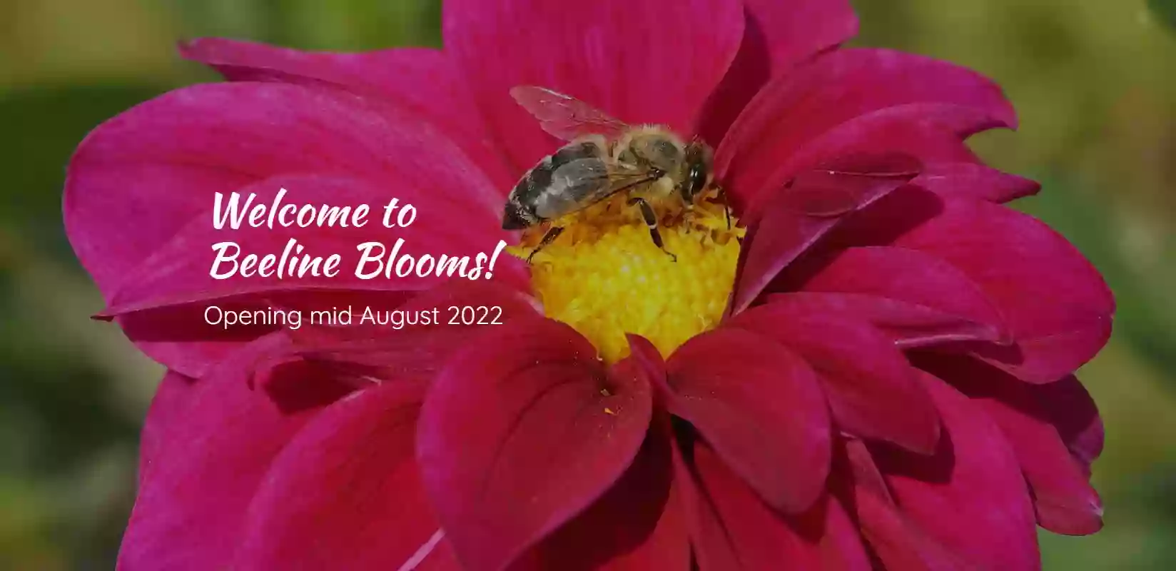 Beeline Blooms