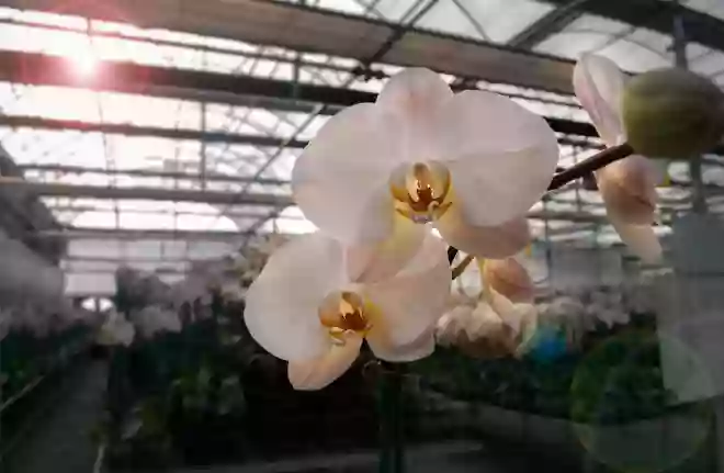 South Pacific Orchids Inc