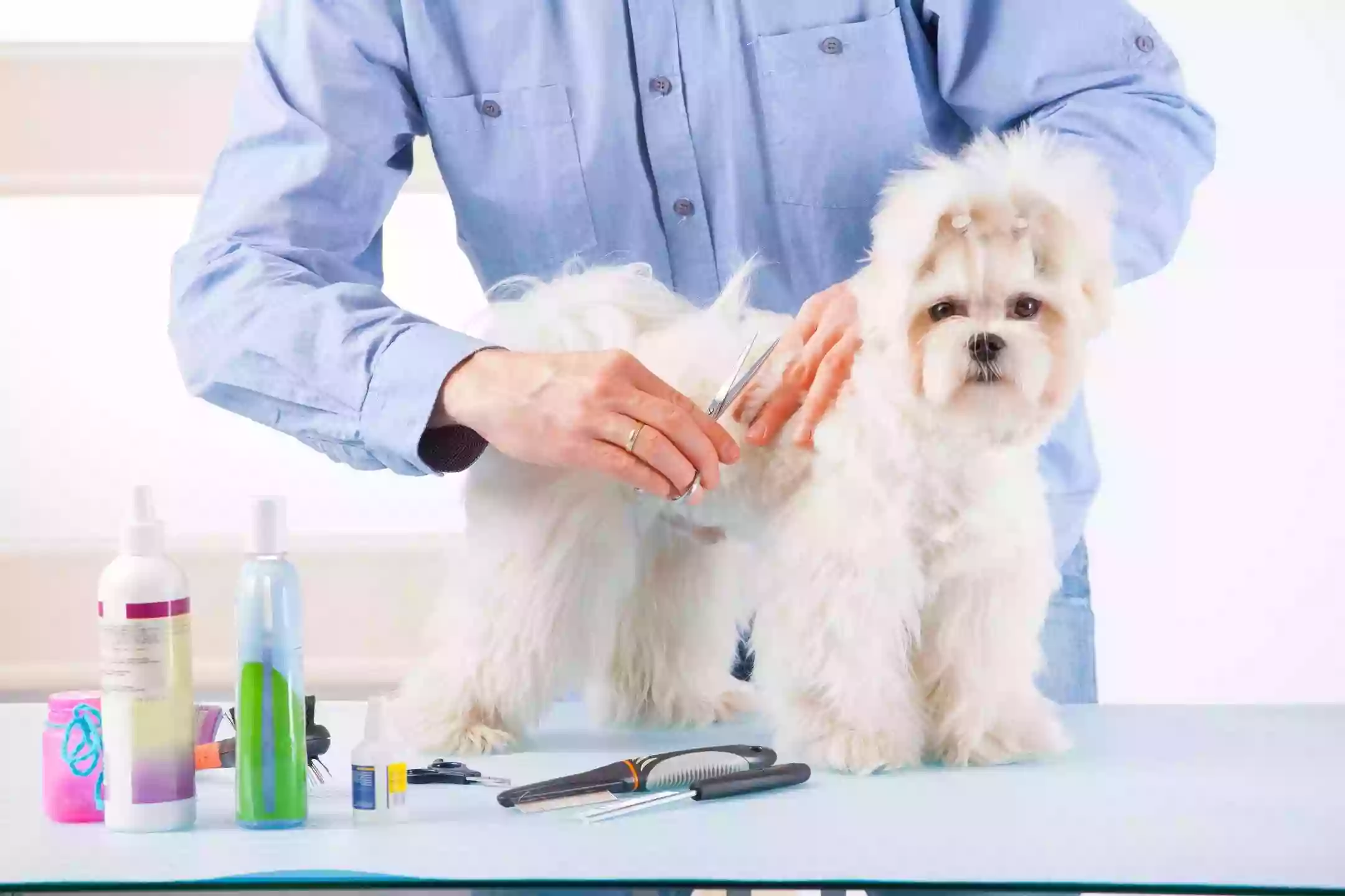 Dogs in Styles Mobile Grooming