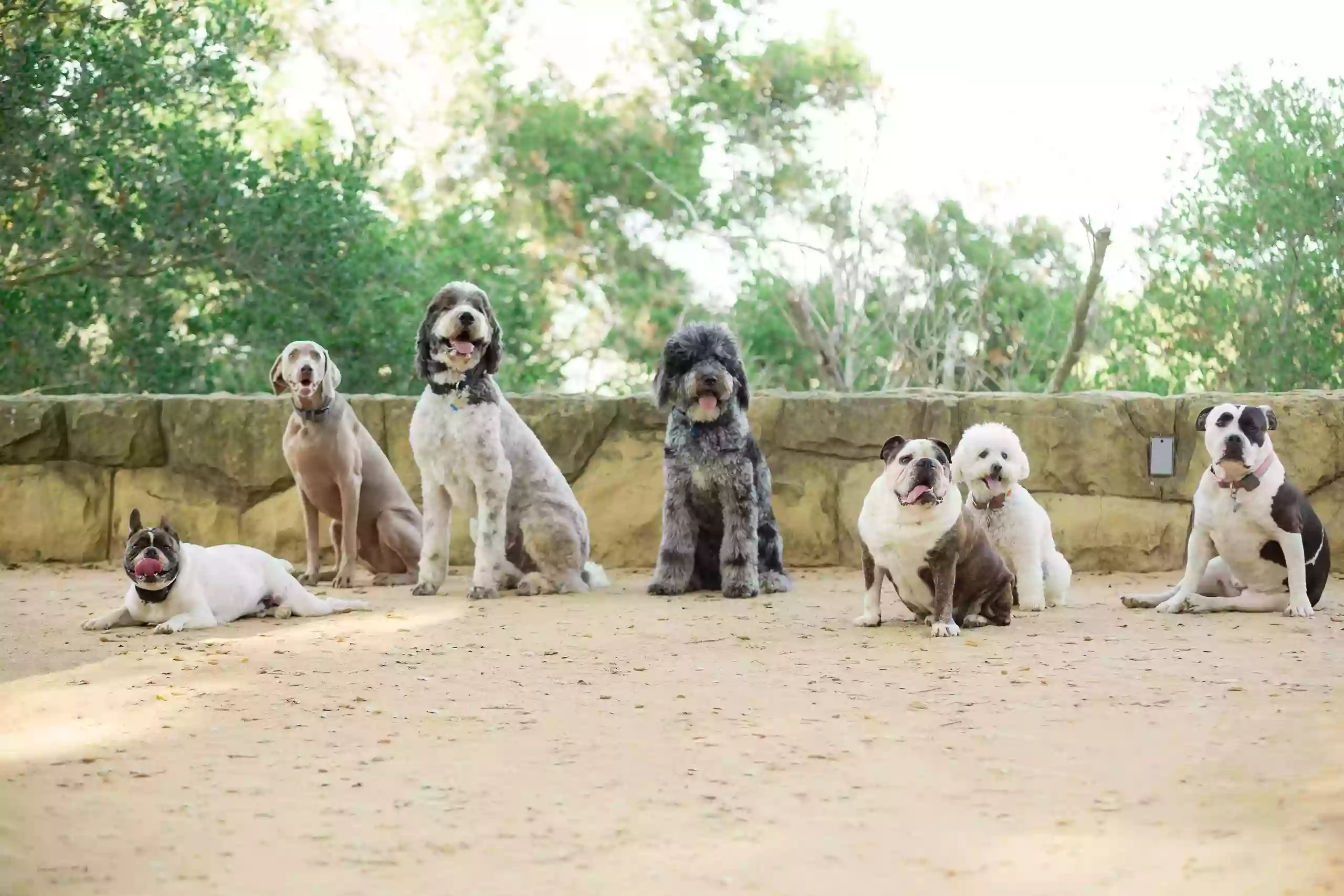 DOGGY BOOT CAMP-Santa Barbara