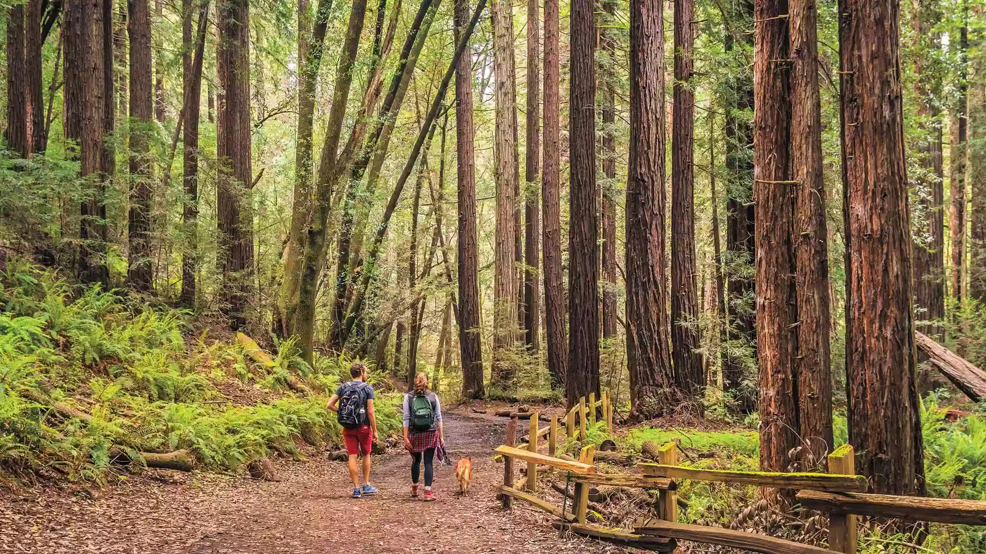 Reinhardt Redwood Regional Park