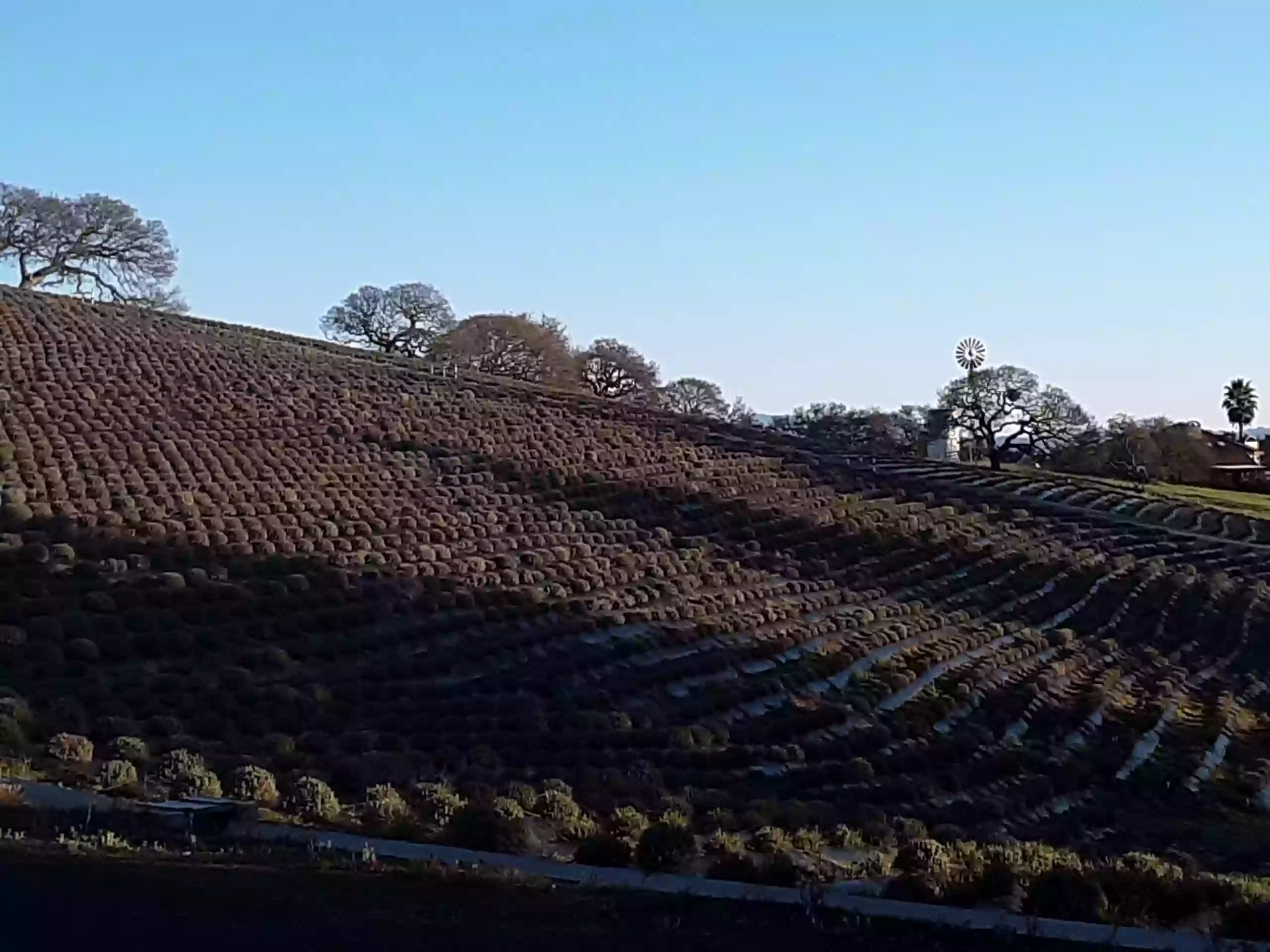 Monte-Bellaria di California