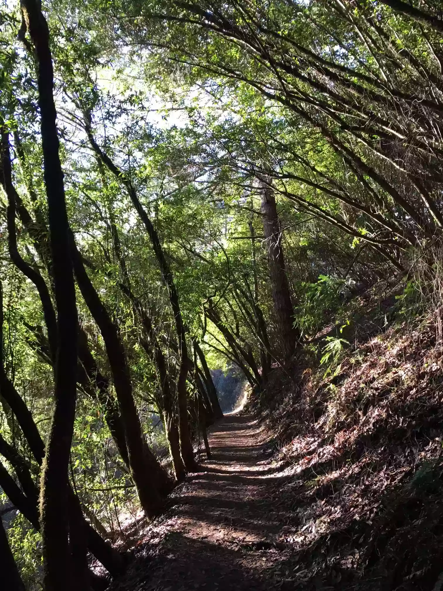 Canopy View to Lost Creek to Fern Creek Trails Loop