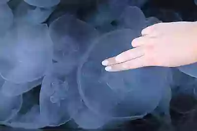 Jellyfish Touch Tank