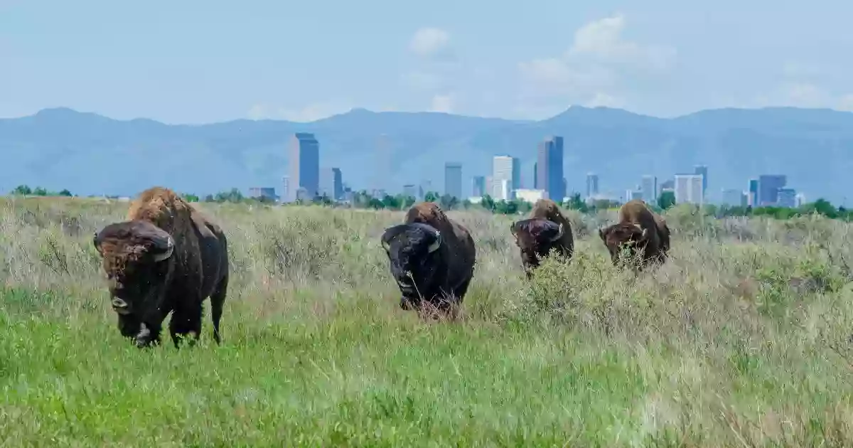 Rocky Mountain Arsenal National Wildlife Refuge