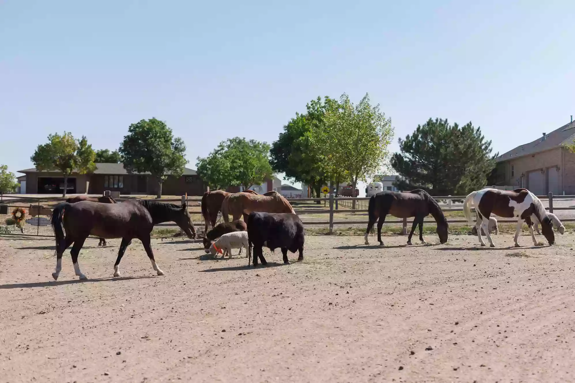 The Giggling Life Care Farm