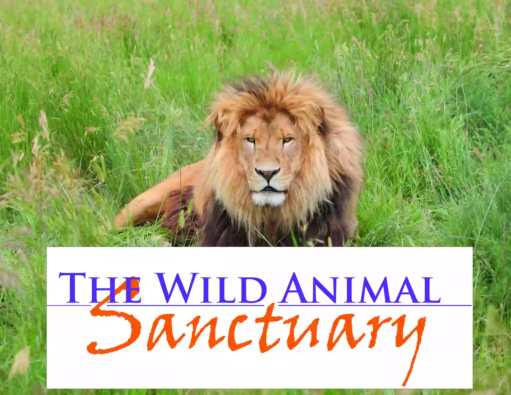 The Wild Animal Sanctuary