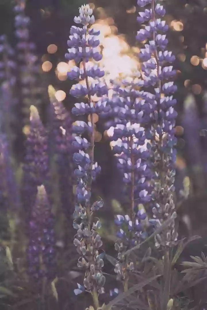 Lavender Aesthetics