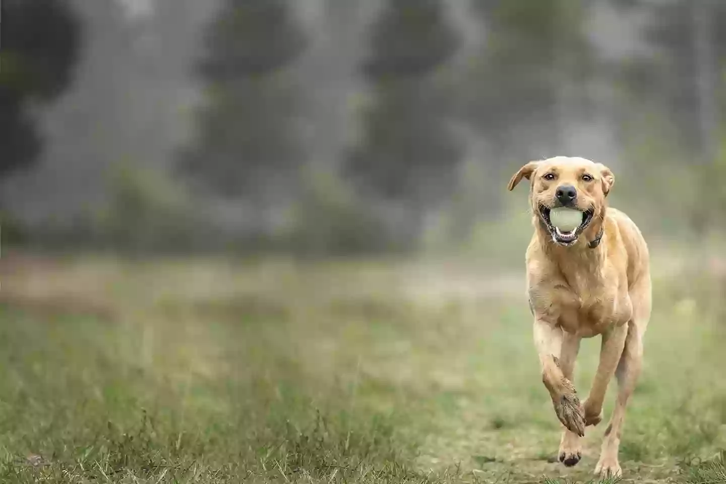 The Center for Animal Wellness