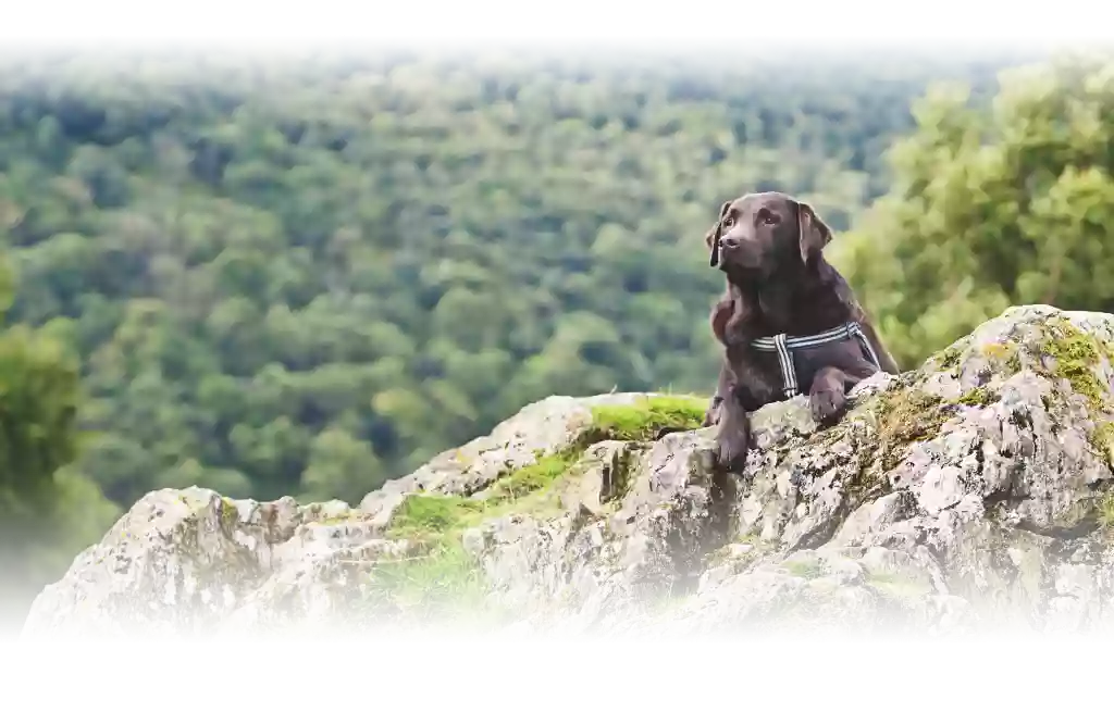 Quebec Highlands Animal Clinic: Harringer Liz DVM