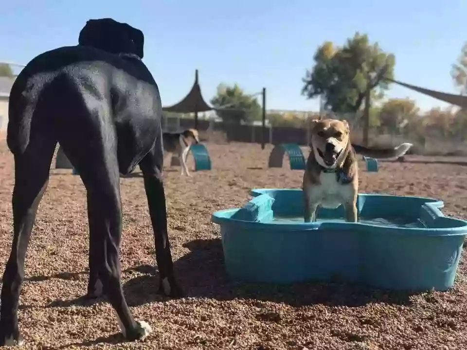 SunShine Dog Ranch