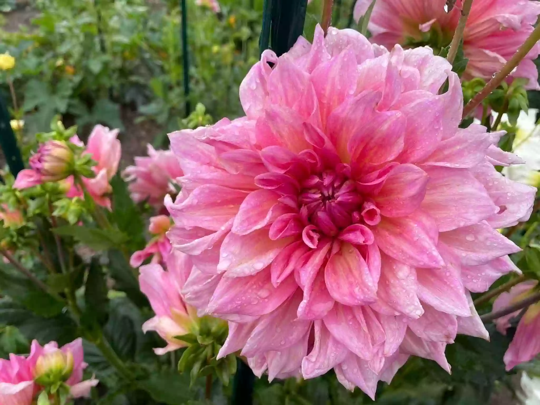 Dianne's Dahlias