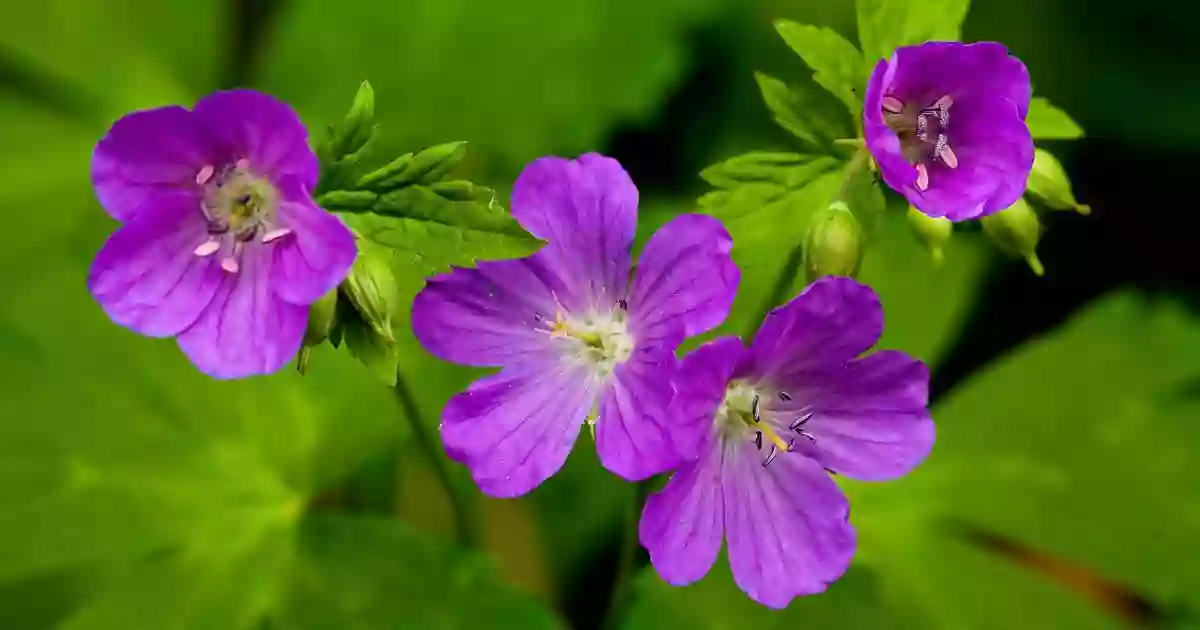 Spiderweed Preserve