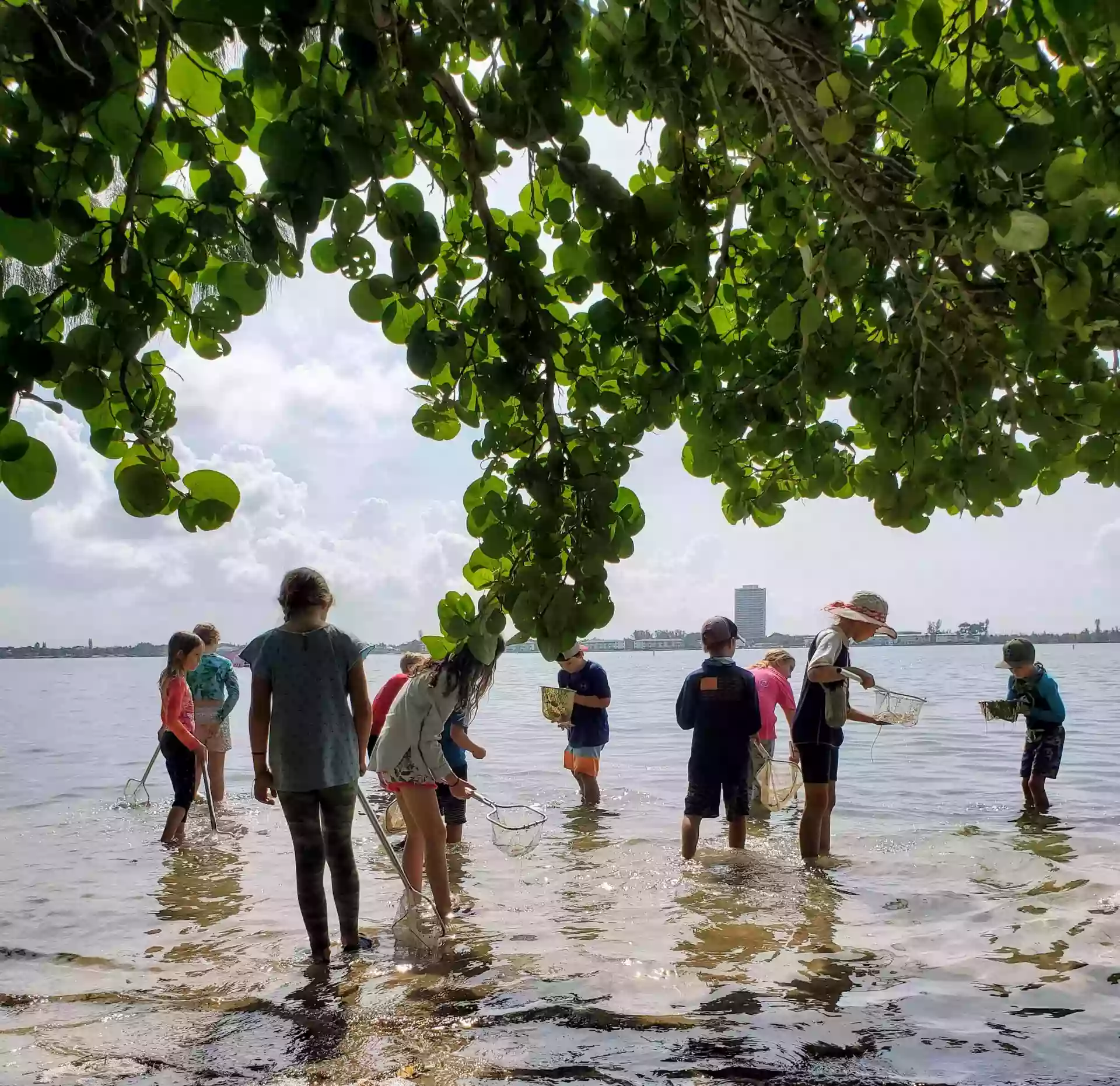 Mangrove School of Sarasota