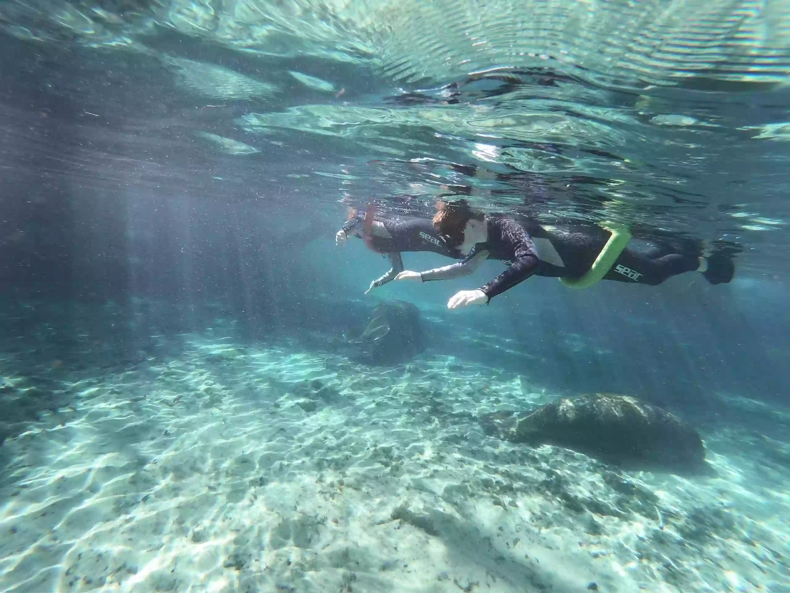 Swim with Manatees Majestic Manatee Tours