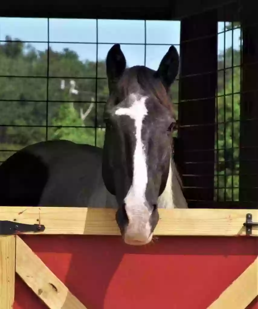 Dreamcatcher Horse Ranch and Rescue Center