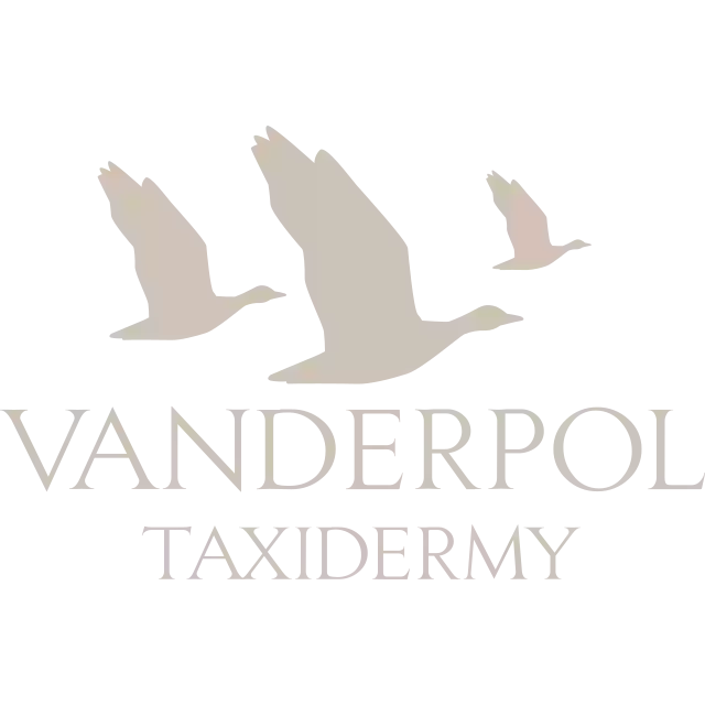 Vanderpol Taxidermy