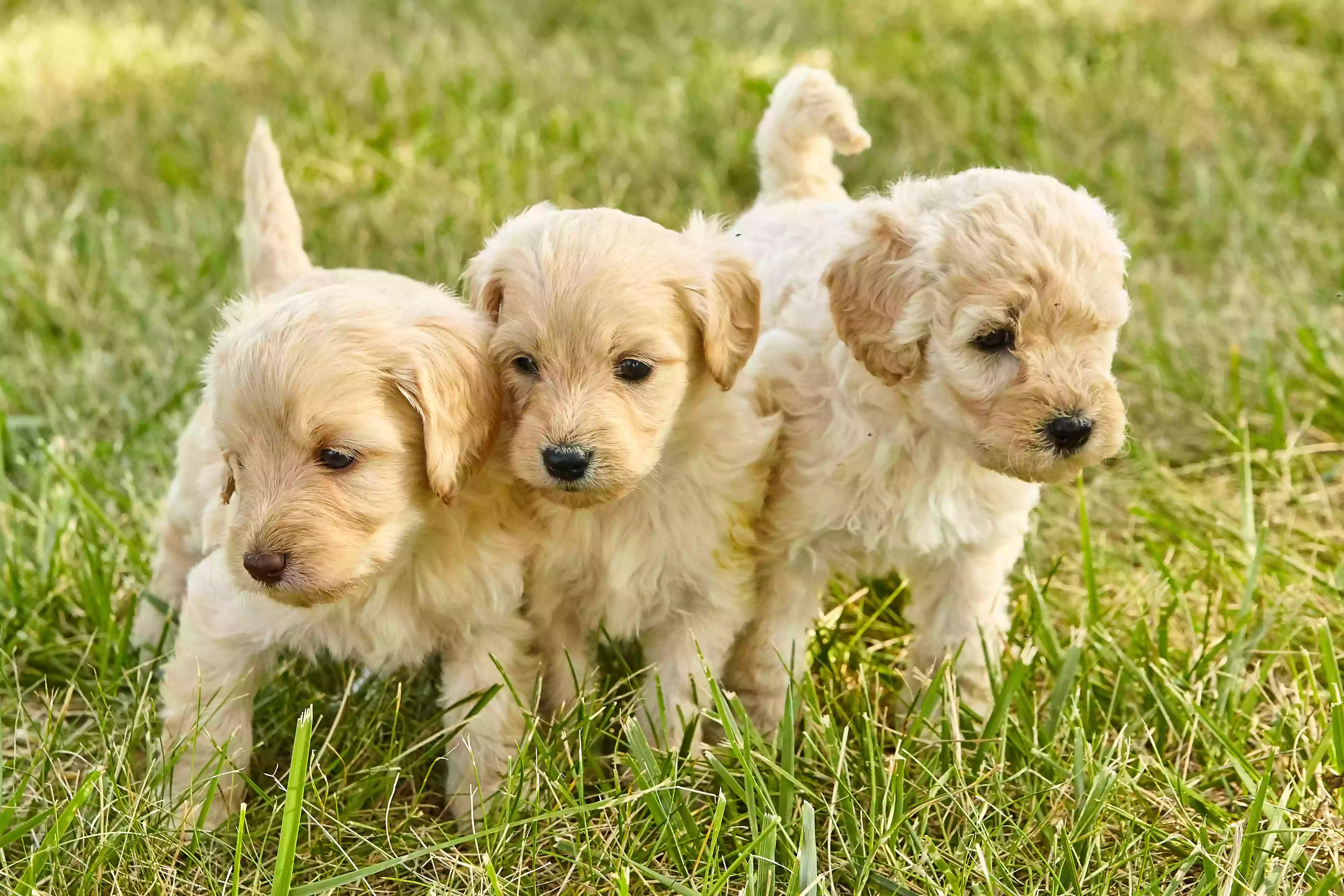 Sunshine Puppies