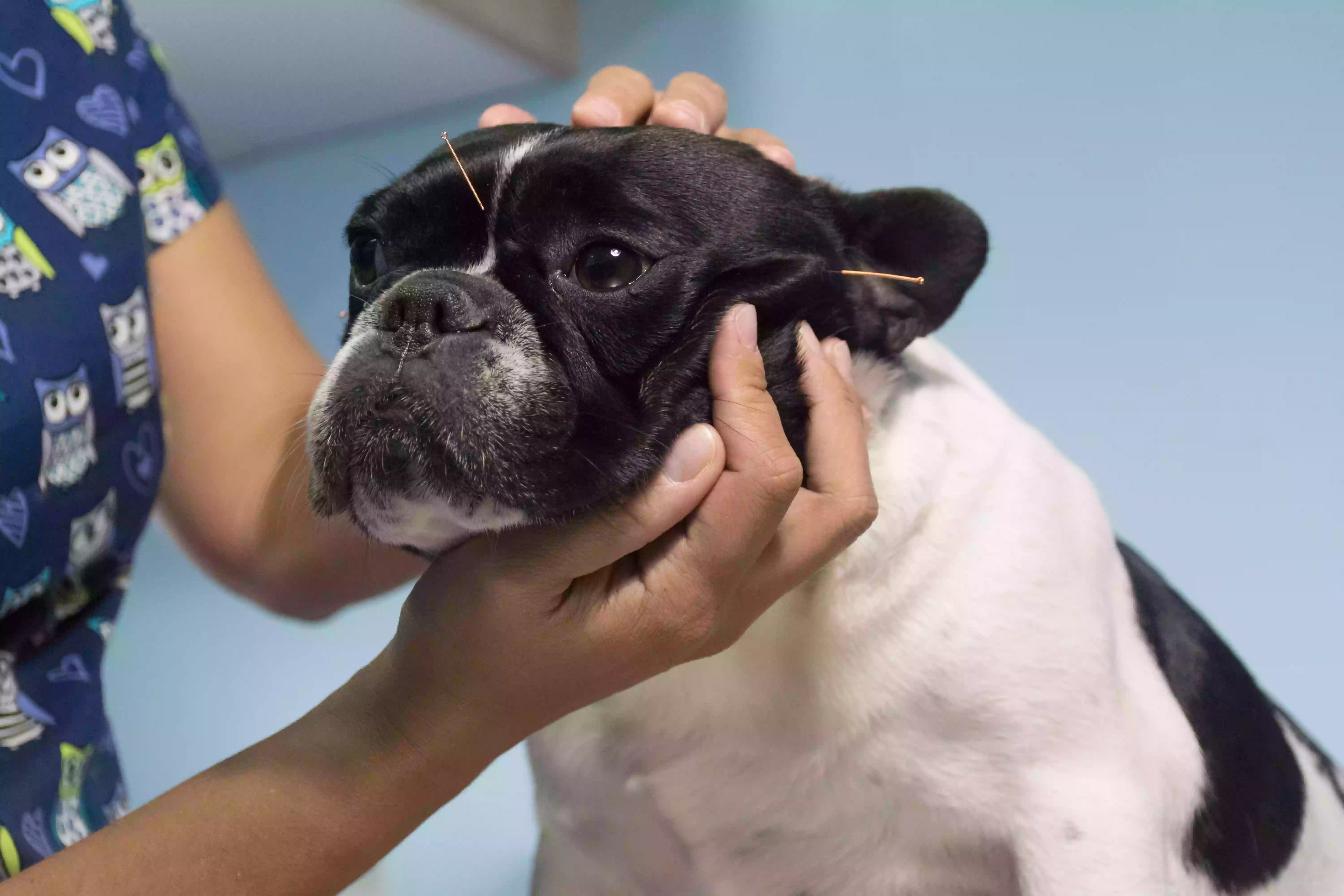 Central Animal Hospital on Pinellas Point