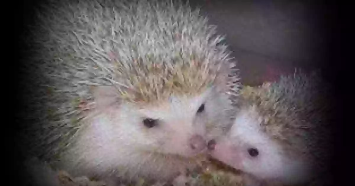 Hurricane Hedgehogs (By Appointment Only)