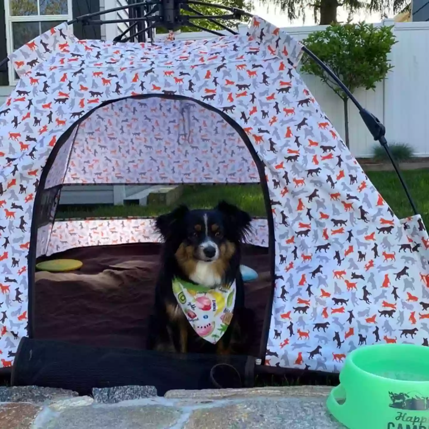 Mountain Shiba - Adventure Dog Gear